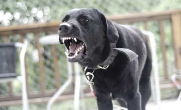 Angry Dog Barking Stock Photo