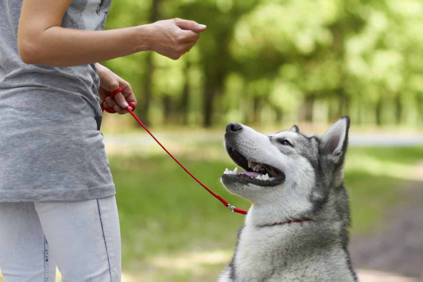 Siberian Husky With Owner Stock Photo