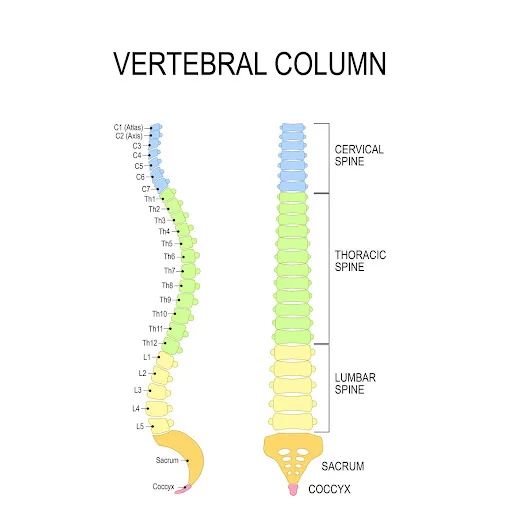 A diagram showing the different parts of the spinal column: the cervical spine, the thoracic spine, the lumbar spine, the sacrum, and the coccyx.