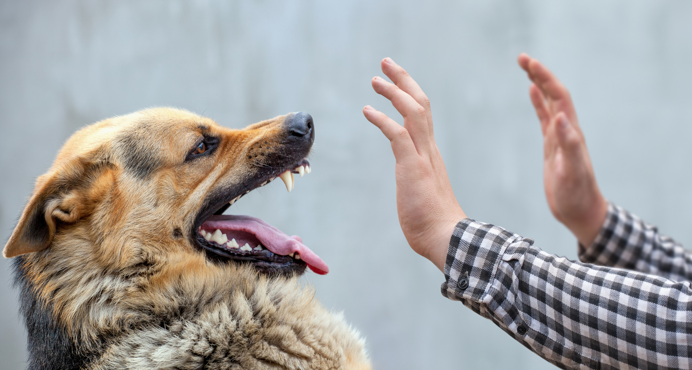 Hands are held up in defense against an aggressive dog with mouth open and teeth bared.