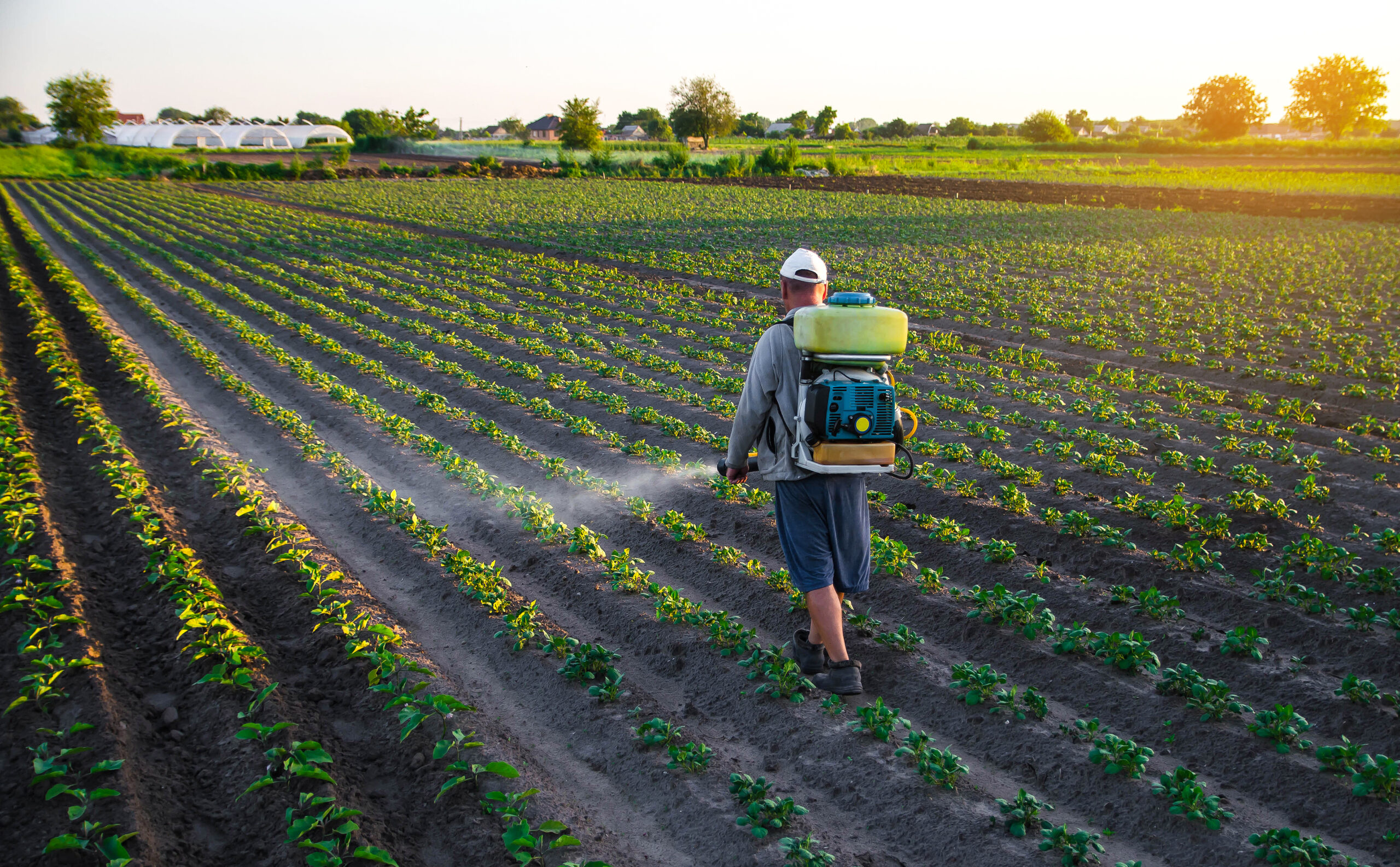 A farmworker sprays a field of crops from a wearable sprayer.